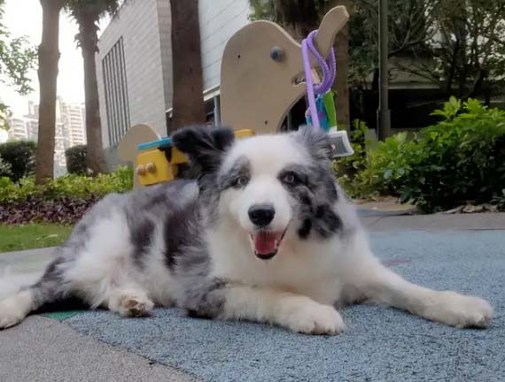 Daily updates of Border Collie (Lightning)