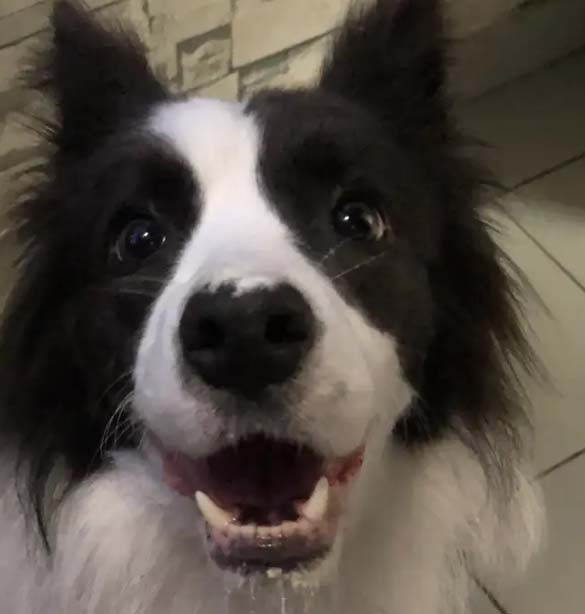 The interesting things about my Border Collie (Brother Huan)