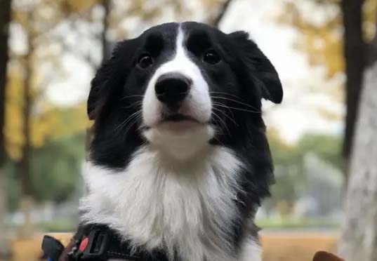 If I disappear one day, the dog will definitely look for me