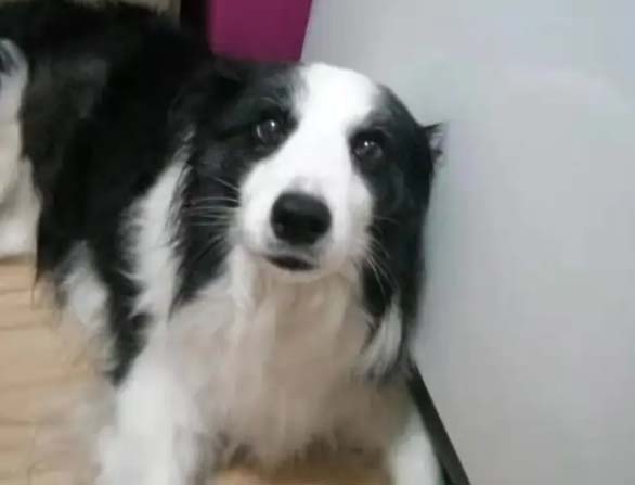 Three stories about dogs from my own experience (1)