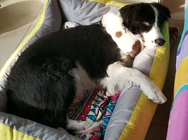 Dogs are the most loyal companions of humans