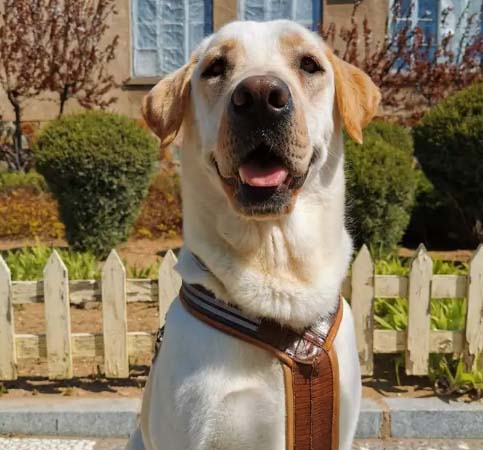 The story of the prospective guide dog Ritar