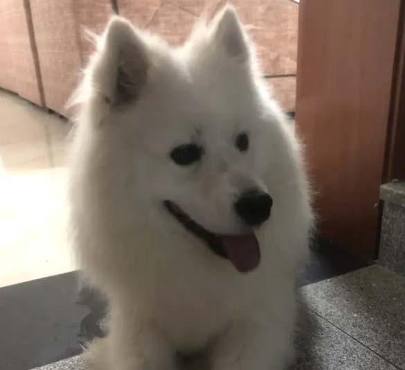 My family has two Samoyeds: Xiaobai’s growth and evolution history and Xiaodudu’s daily life (2)
