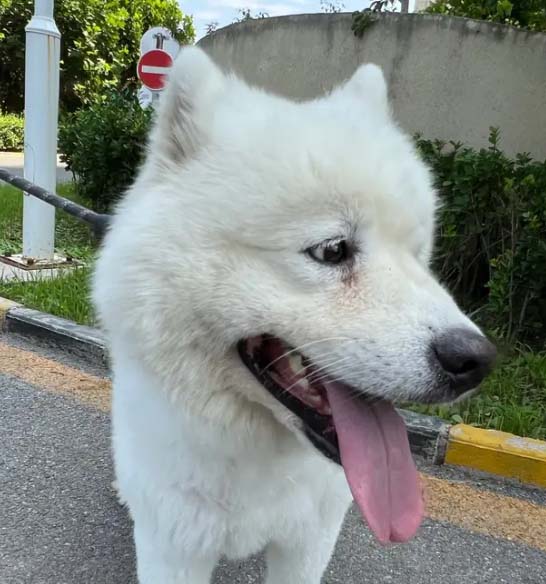 My little stories about Samoyed Peanut (4)
