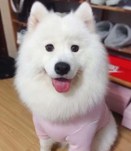 It is very expensive to raise a dog