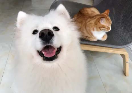 My Samoyed is very spiritual and healing