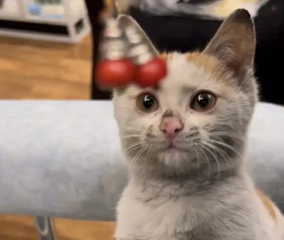 The reason why I changed from being afraid of cats to loving them