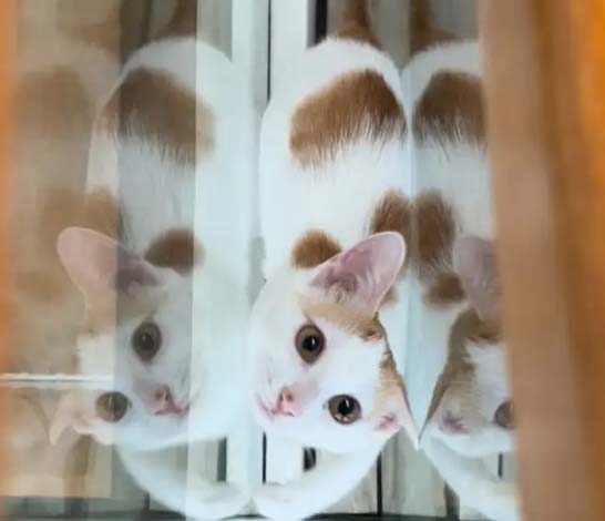 Cats are small animals that can best perceive human kindness