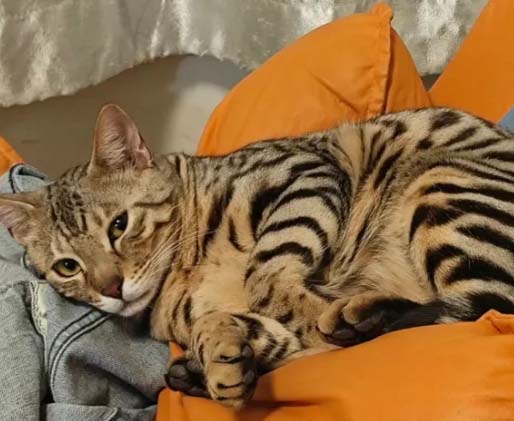 Reasons why humans like cats