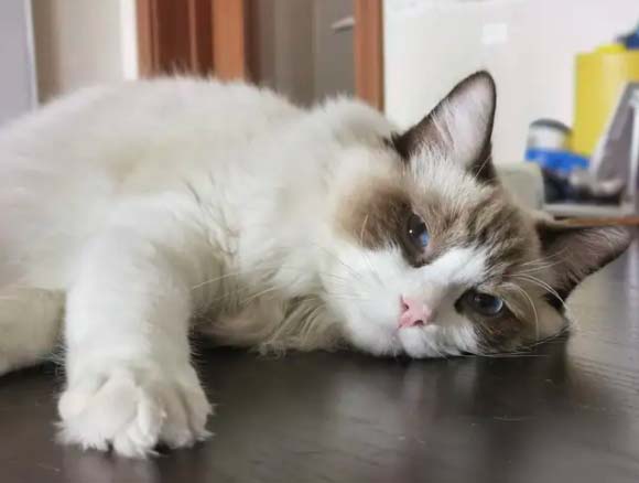 Some behavioral characteristics of my cat
