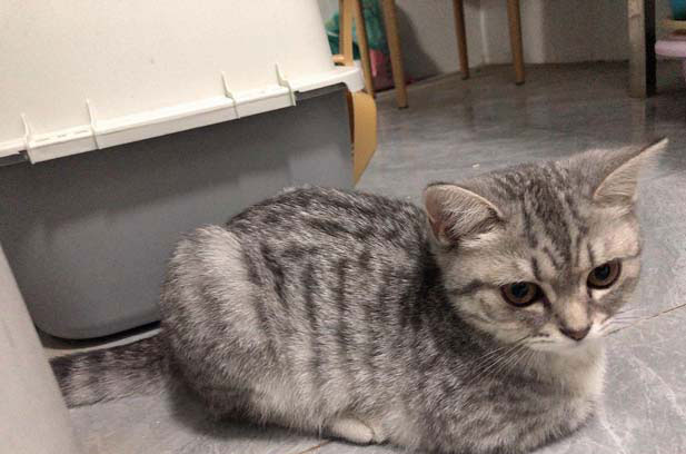 My American Shorthair cat has a very high IQ.