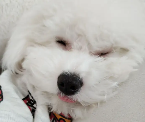 My family raises a Bichon Frise,Mantou.