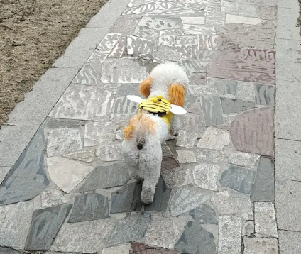 Let me talk about the pros and cons of raising a Bichon Frise (2)
