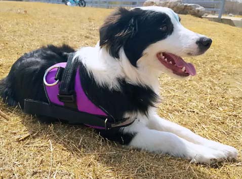 I have a Border Collie, now she is a smart one (1)