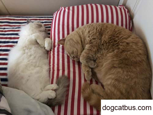 My third brother is my third cat and the first British shorthair cat