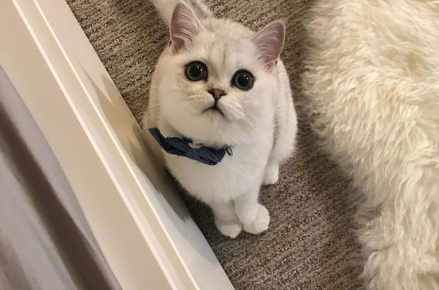 I have a British shorthair, a male cat named Mei Chaofeng