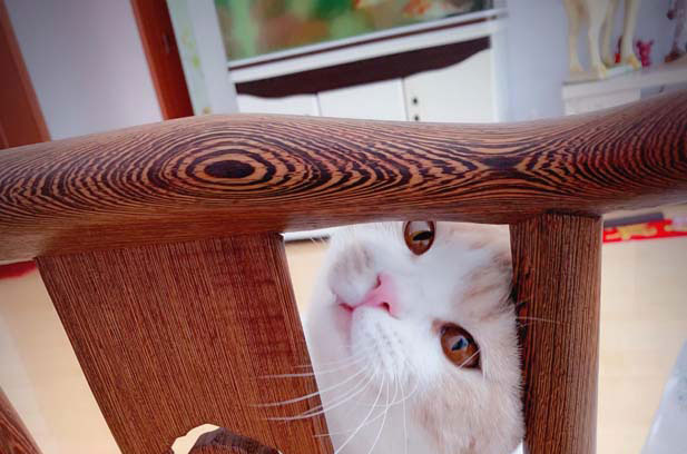 My British shorthair is only two days older than the American shorthair (2)
