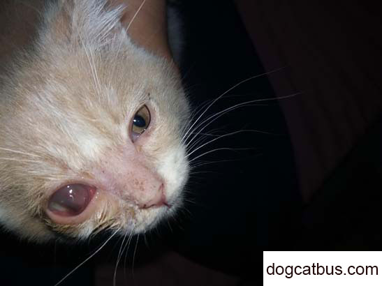 The growth record of my British shorthair cat Jiang (4)