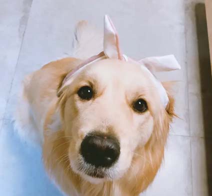 Daily updates of the golden retriever Liu Doubao (2)
