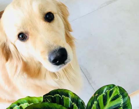 Golden Retriever Jiujiu’s Growth Record (2)