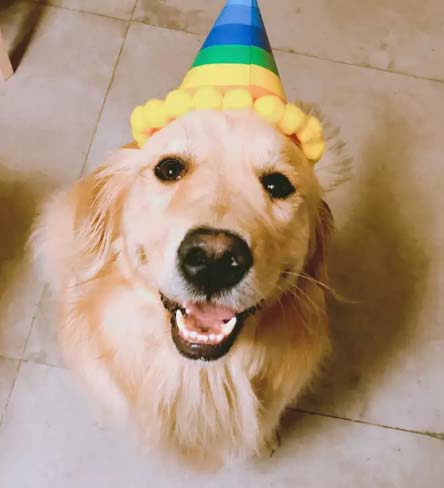 Golden retriever Kaikai is a drama queen