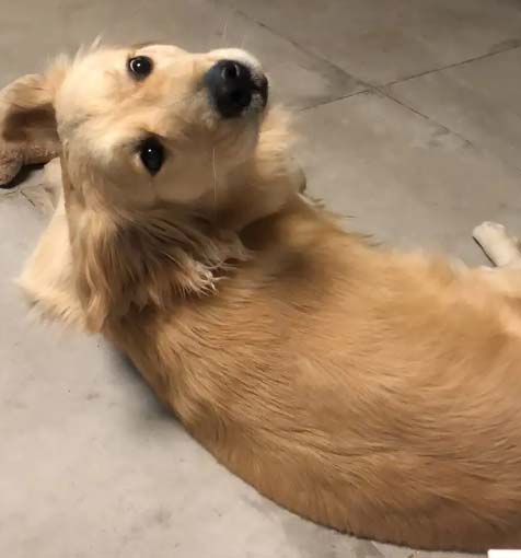 The growth record of the golden retriever Monkey King (2)