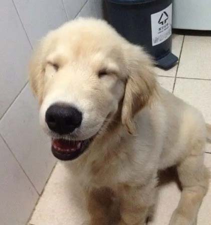 Growth record of golden retriever honey (2)