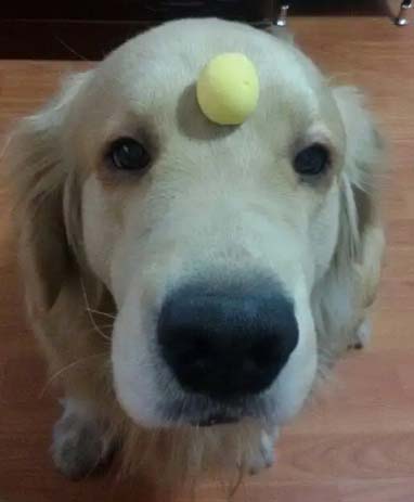My golden retriever Jiujiu has gone to Wangxing