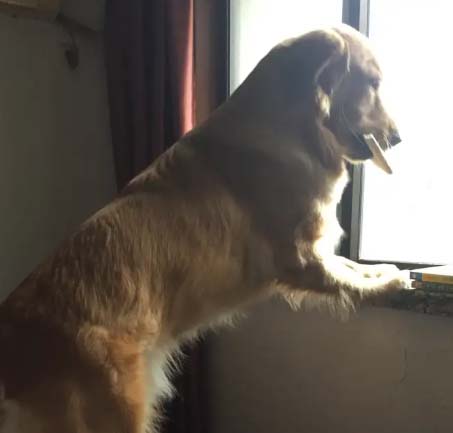 Thank you for the company of my golden retriever