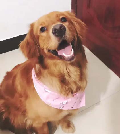 My Golden Retriever Patton (1)