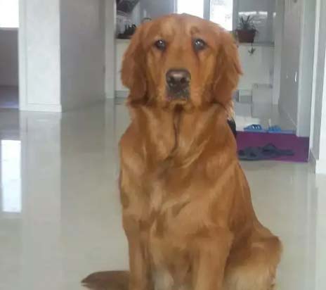 I have a beautiful dog