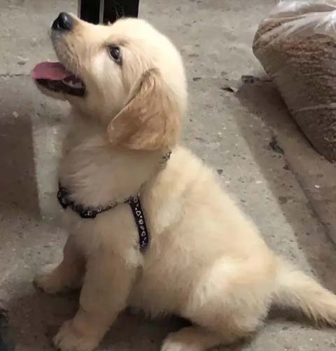 Have a dog for 5 years, and talk about the precautions for raising golden retrievers!