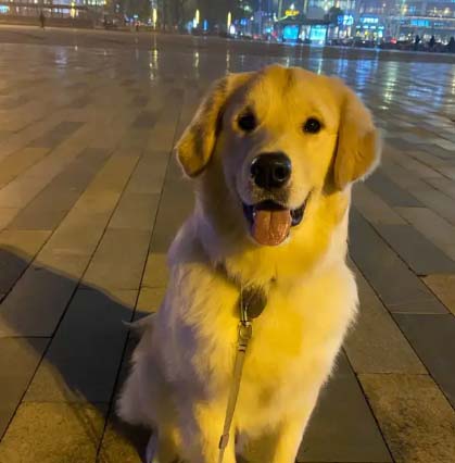 Advantages and disadvantages of golden retriever