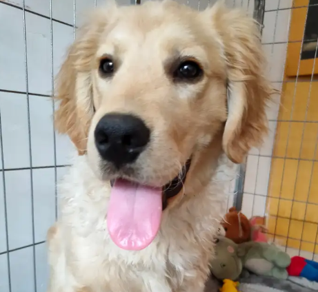 My golden retriever Yuanbao