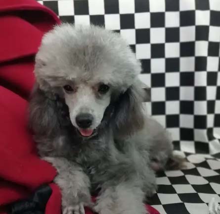 It is really tiring to raise a poodle.