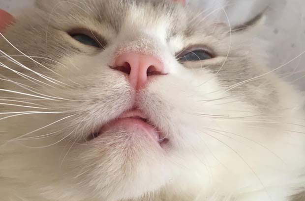 Ragdoll Cat: The “Little Fairy” of the Cat World (3)