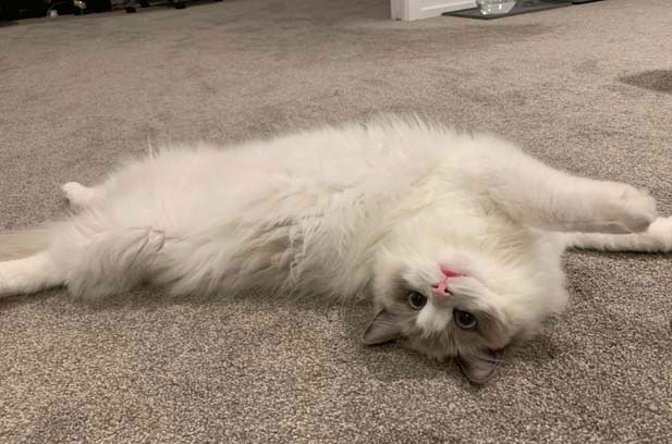 How to buy medical insurance for ragdoll cats (2)