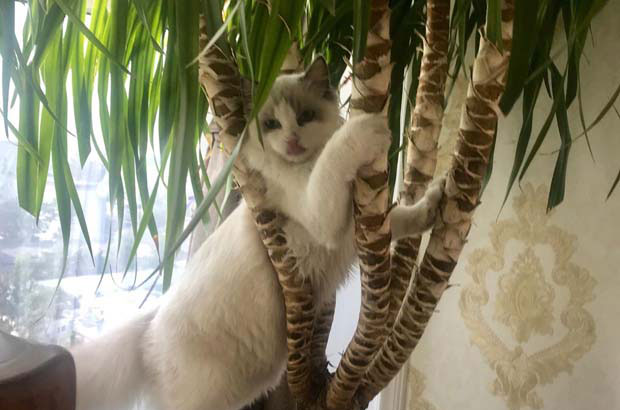 I have a cat, it hates me, it hates me so much that it wants to kill me (1)