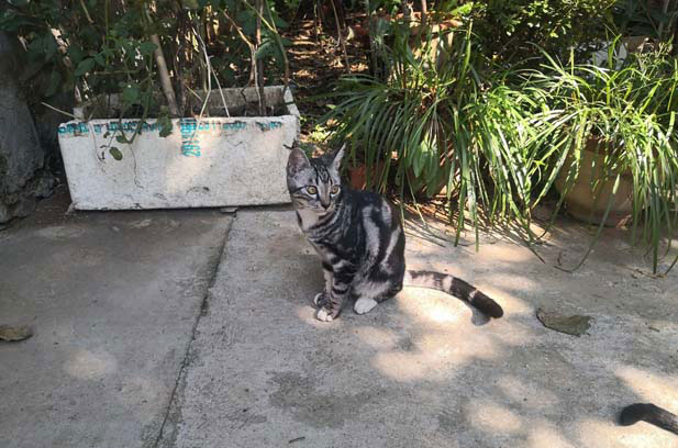 My grandparents raised a tabby cat at home.