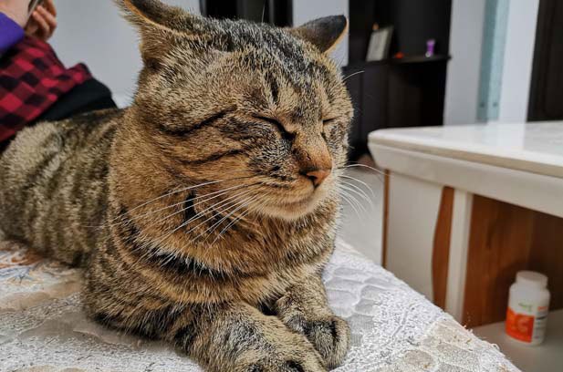 I once took in a tabby cat named Brush, who was extremely aggressive (2).