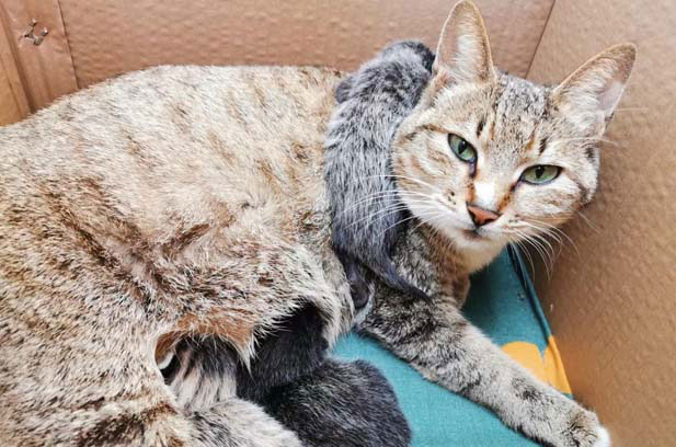 My tabby cat Ruifu’s daily life (1)