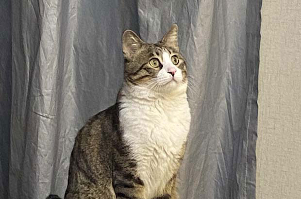 The huge tabby cat in my house (3)