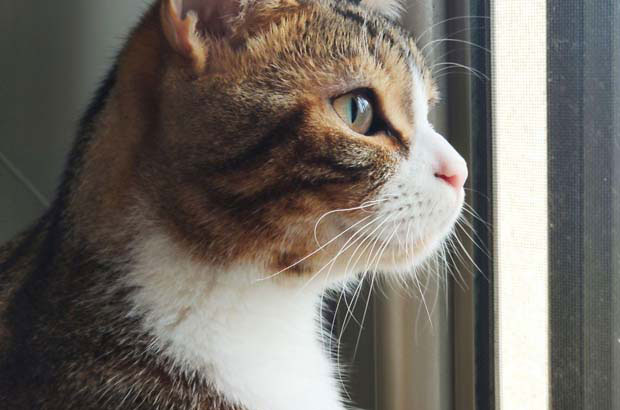 Which cat is better to keep? (2)