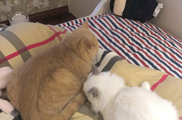 I happen to have these three cats, and the order of raising them is British Shorthair, American Shorthair, and Siamese cat