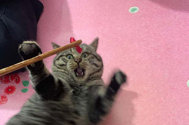 The tabby cat I picked up at night Liuyi