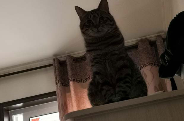 My tabby cat is called Zhizunbao.