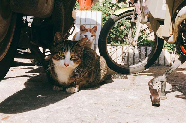 I miss my tabby cat (1)