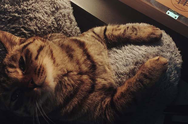 I think my tabby cat Hua Jie has a rather complicated IQ