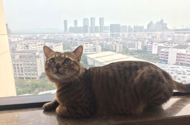The tabby cat is interesting and lively, and it has a strong personality