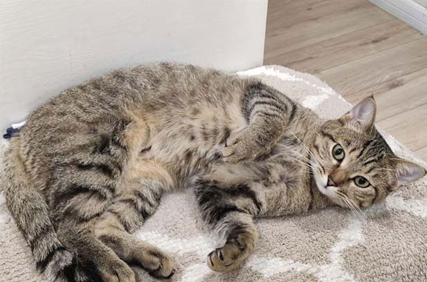 The tabby cat is really good at fighting, and its fighting power is off the charts (2)
